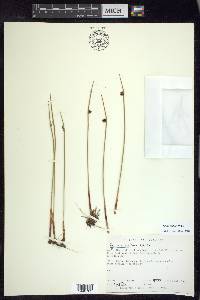 Juncus arcticus image