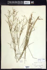 Juncus anthelatus image