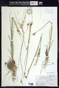Juncus alpinoarticulatus image