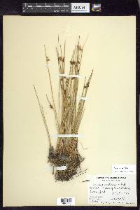 Juncus arcticus image