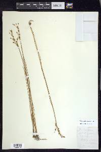 Juncus alpinoarticulatus image