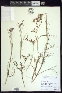 Juncus articulatus image