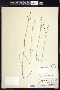 Juncus alpinoarticulatus image