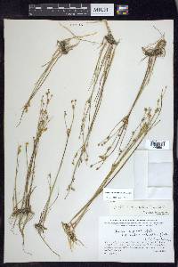 Juncus alpinoarticulatus image