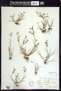 Juncus articulatus subsp. articulatus image