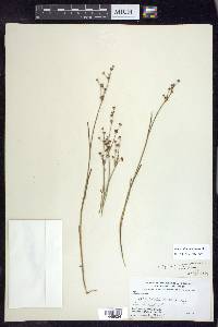 Juncus alpinoarticulatus image