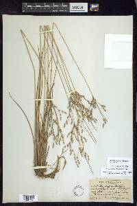 Juncus anthelatus image