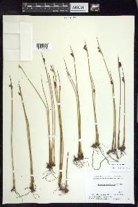 Juncus arcticus image