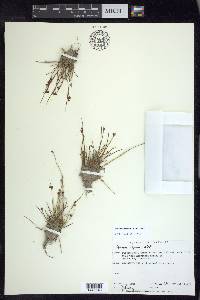 Juncus alpinoarticulatus image