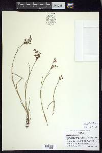 Juncus articulatus subsp. articulatus image