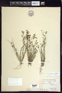 Juncus alpinoarticulatus image