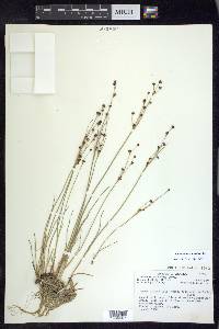 Juncus alpinoarticulatus image