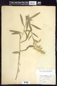 Solidago velutina image