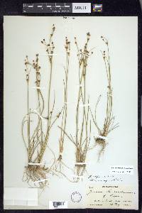 Juncus alpinoarticulatus image