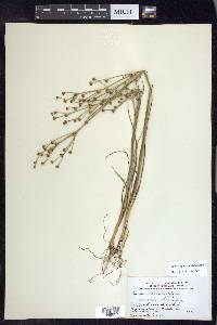 Juncus alpinoarticulatus image