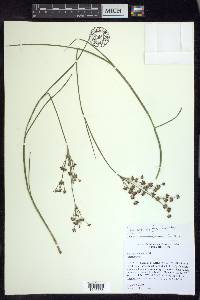 Juncus articulatus image