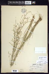 Juncus anthelatus image