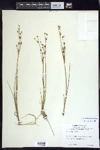 Juncus alpinoarticulatus image