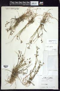 Juncus articulatus subsp. articulatus image