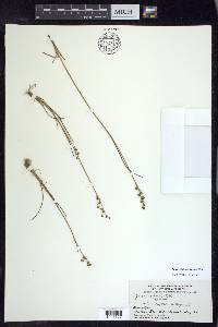 Juncus alpinoarticulatus image