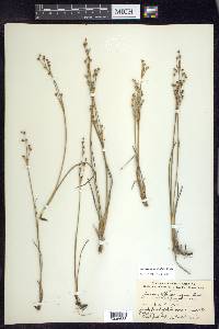 Juncus alpinoarticulatus image