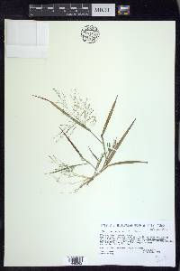 Panicum tuckermanii image