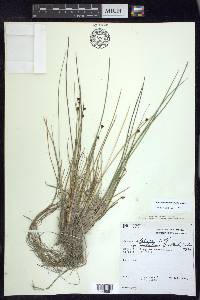 Juncus alpinoarticulatus image