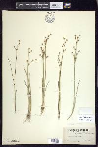 Juncus alpinoarticulatus image