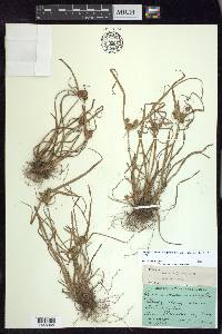 Cyperus retrorsus image