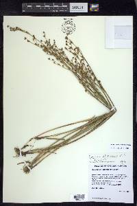 Juncus alpinoarticulatus image