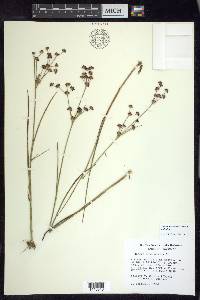 Juncus articulatus subsp. articulatus image