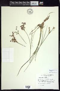 Juncus articulatus image