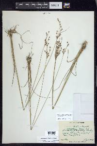 Juncus anthelatus image