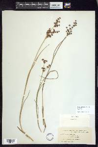 Juncus articulatus subsp. articulatus image