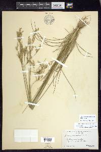 Juncus anthelatus image