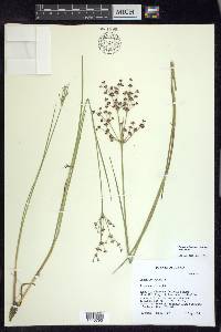 Juncus articulatus image