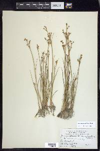 Juncus alpinoarticulatus image