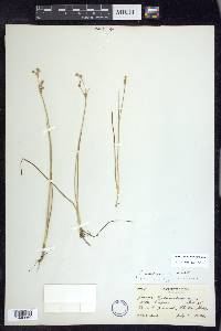 Juncus alpinoarticulatus image