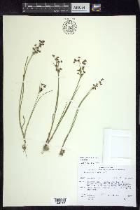 Juncus articulatus subsp. articulatus image