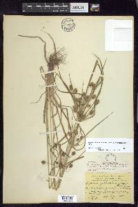 Cyperus retrorsus image