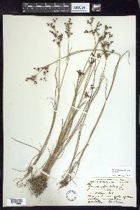 Juncus articulatus image