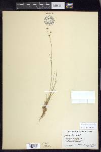 Juncus alpinoarticulatus image