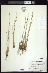 Juncus arcticus image