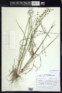 Juncus alpinoarticulatus image