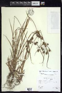 Cyperus retrorsus image