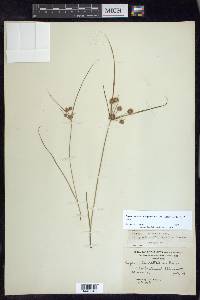 Cyperus retrorsus image