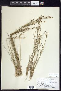 Juncus alpinoarticulatus image