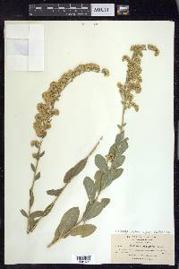 Solidago velutina image