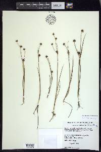 Juncus alpinoarticulatus image