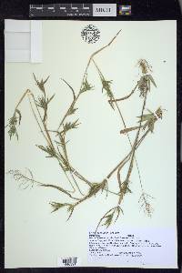 Dichanthelium acuminatum subsp. spretum image